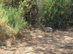 14204 Dik dik (my favourite animals).jpg